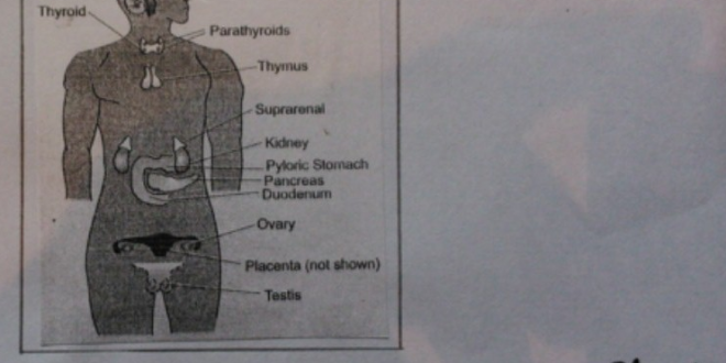 Human Endocrine System