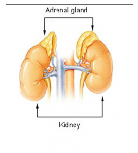 Adrenal Glands