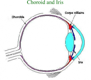 Choroid and Iris