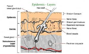 Epidermis